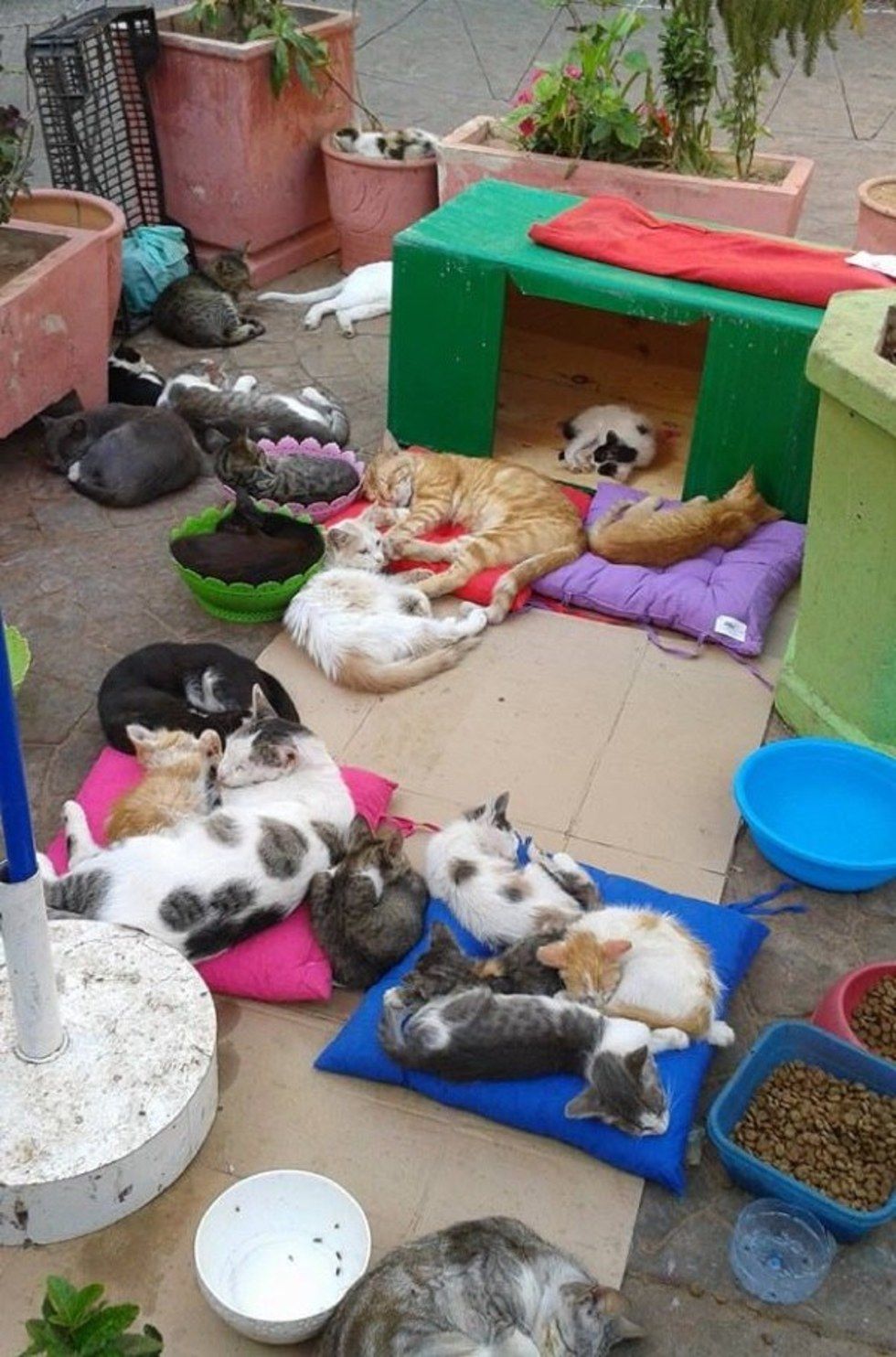 Cats in shelter