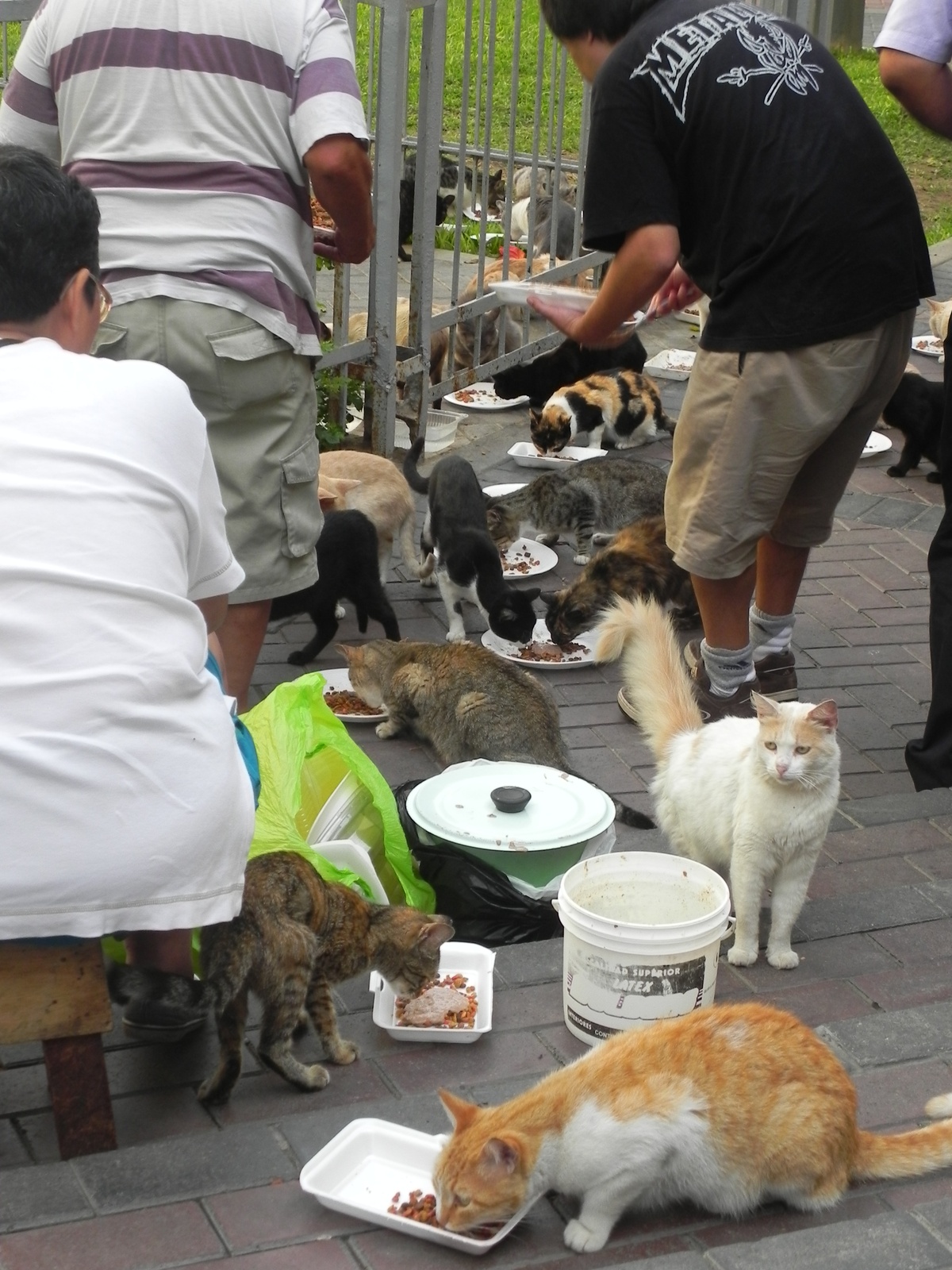 Volunteers feeding cats